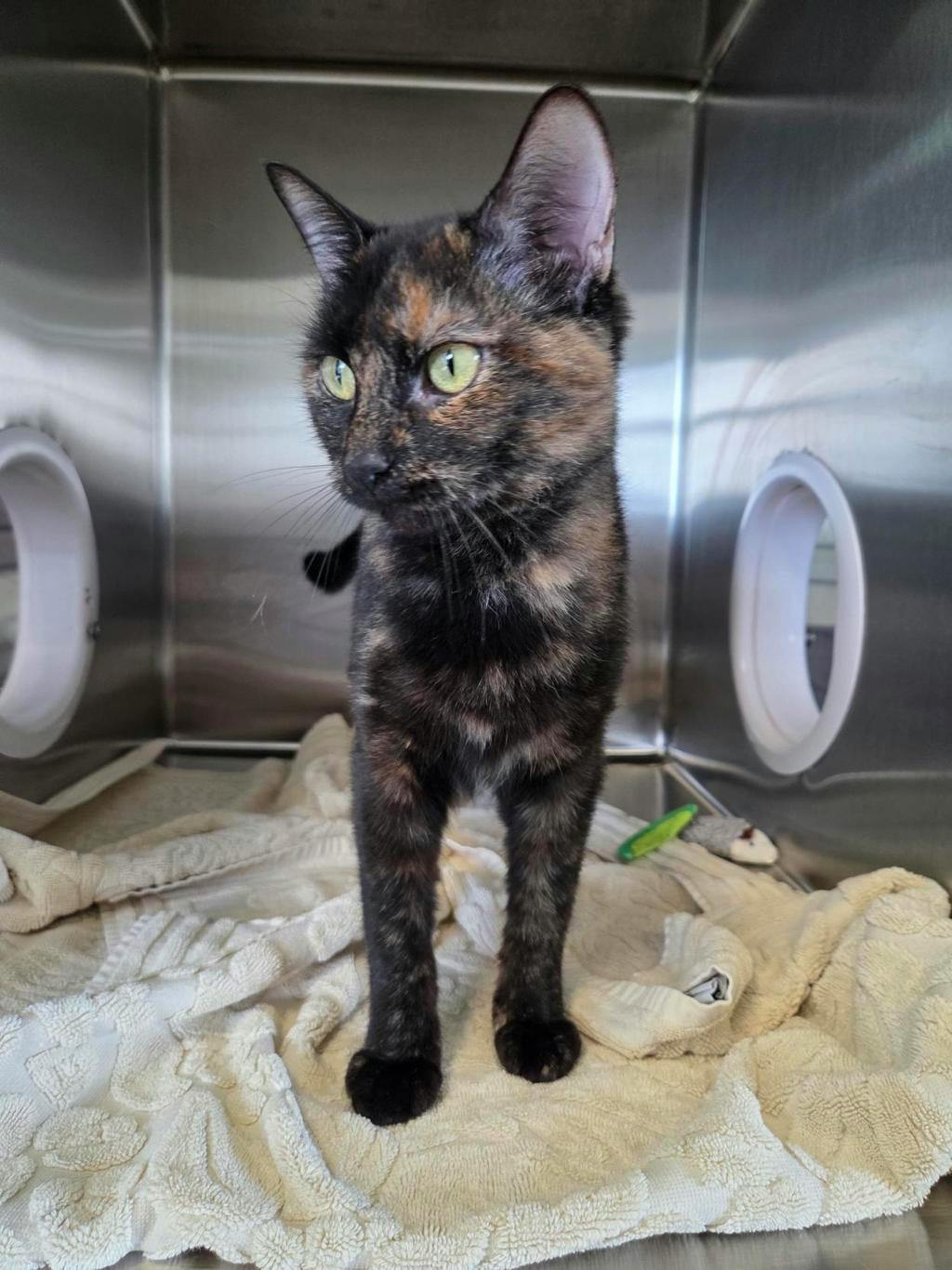 Ann Perkins, a 1 year and 2 months old Tortoiseshell Female Domestic Short Hair Cat