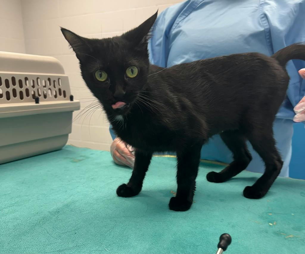 Leslie Knope, a 1 year and 2 months old Black Female Domestic Short Hair Cat