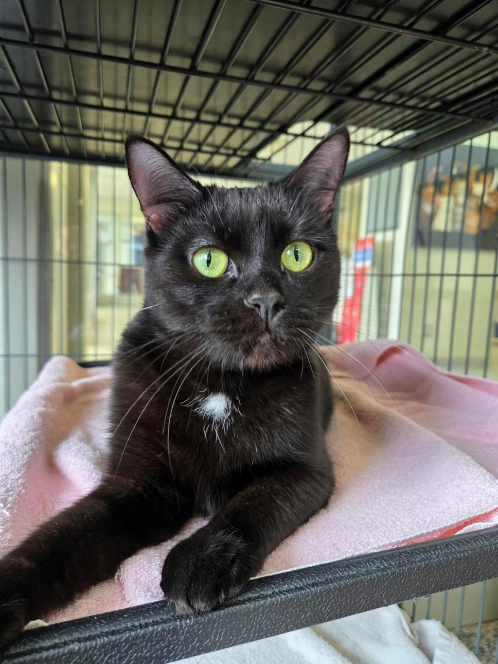 Leslie Knope, a 1 year and 2 months old Black Female Domestic Short Hair Cat