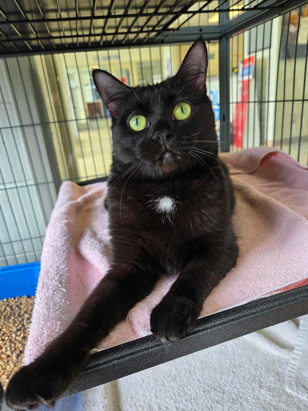 Leslie Knope, a 1 year and 2 months old Black Female Domestic Short Hair Cat