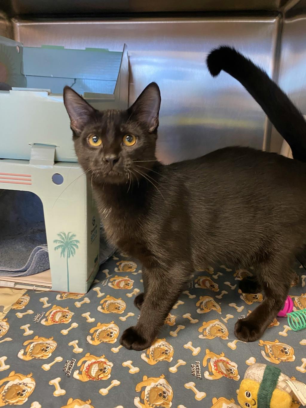 Ron Swanson, a 4 months old Black Male Domestic Short Hair Kitten