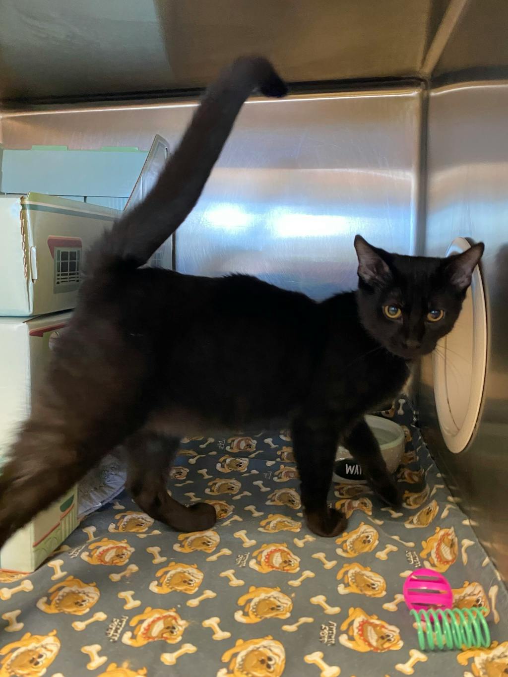 Ron Swanson, a 4 months old Black Male Domestic Short Hair Kitten