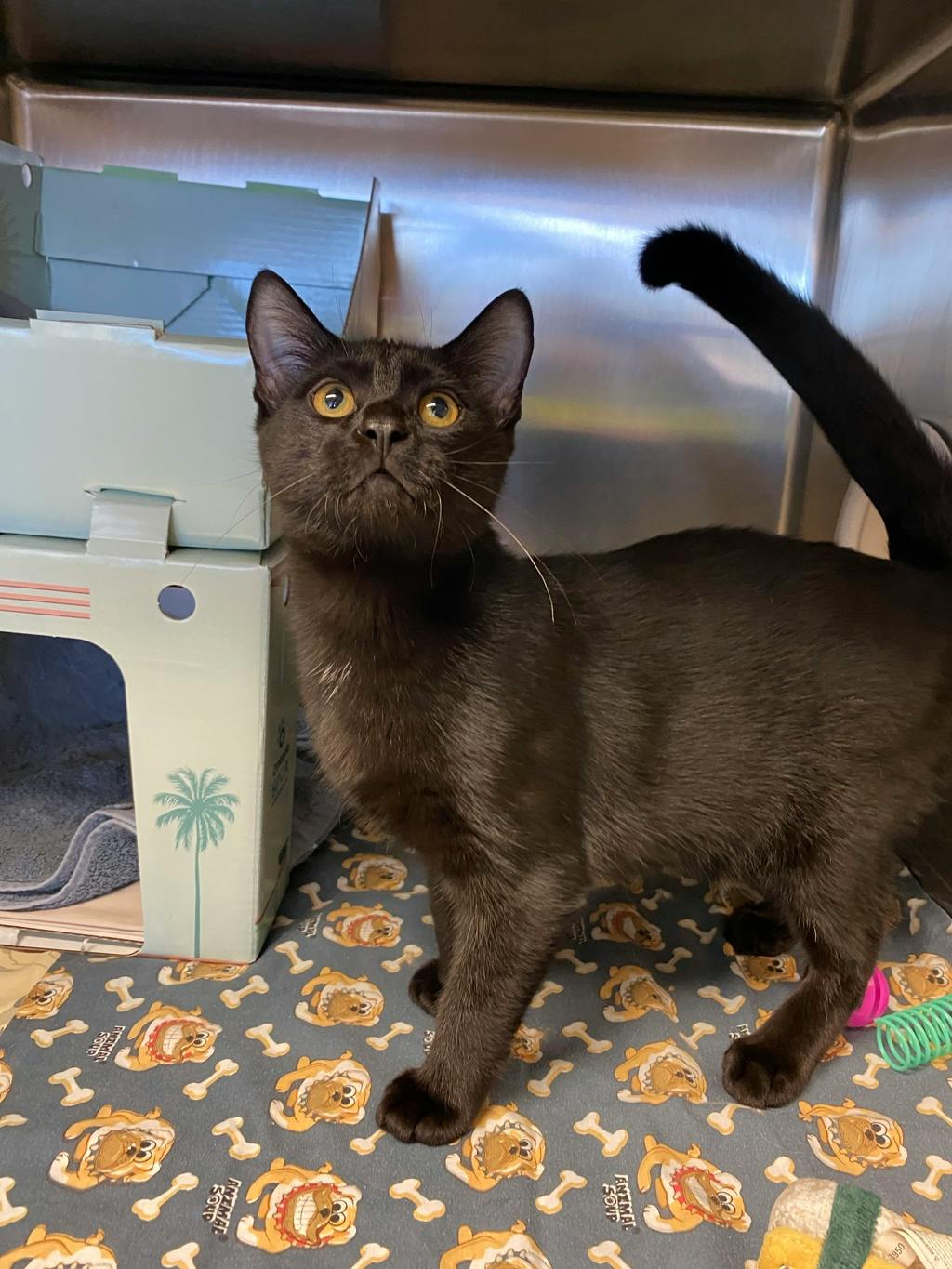 Ron Swanson, a 4 months old Black Male Domestic Short Hair Kitten
