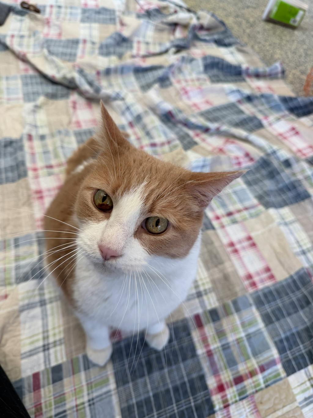 Adrien, a 8 years old Orange Male Domestic Short Hair Cat