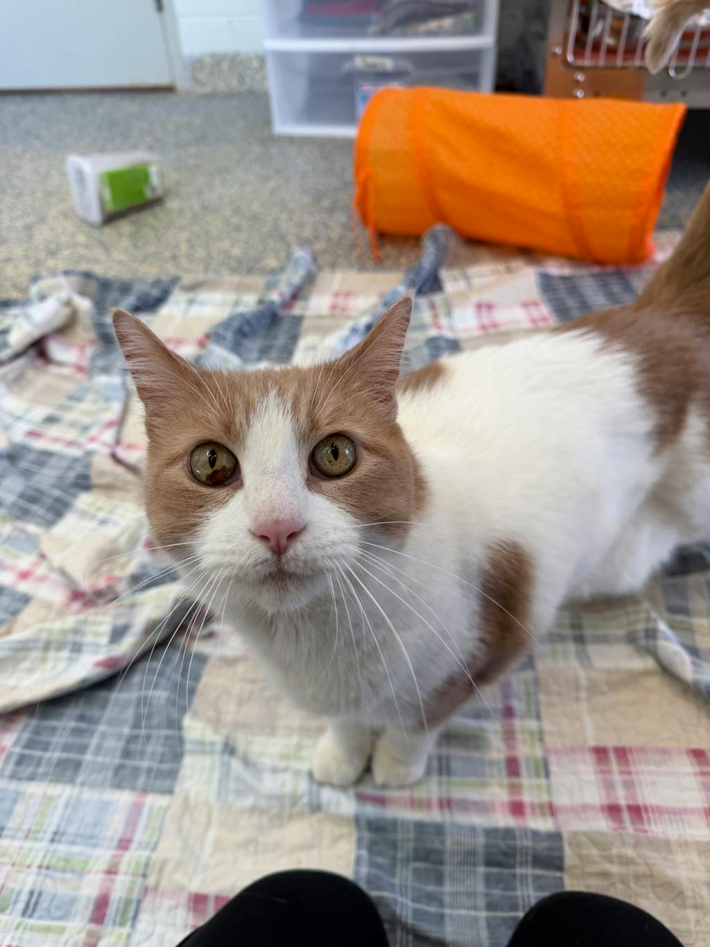 Adrien, a 8 years old Orange Male Domestic Short Hair Cat