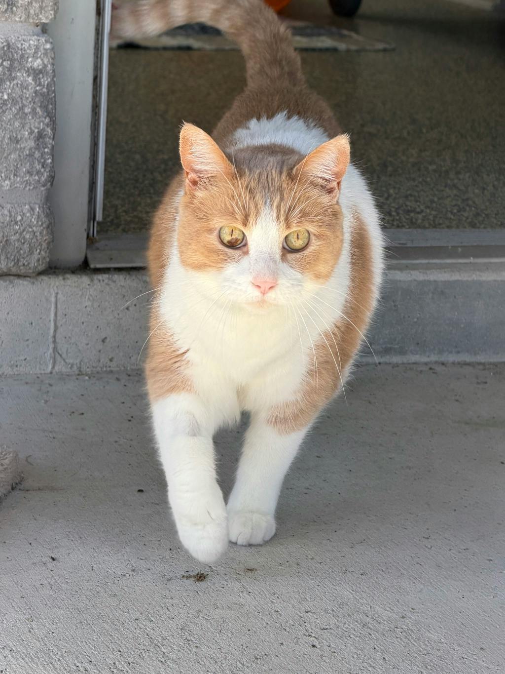 Adrien, a 8 years old Orange Male Domestic Short Hair Cat