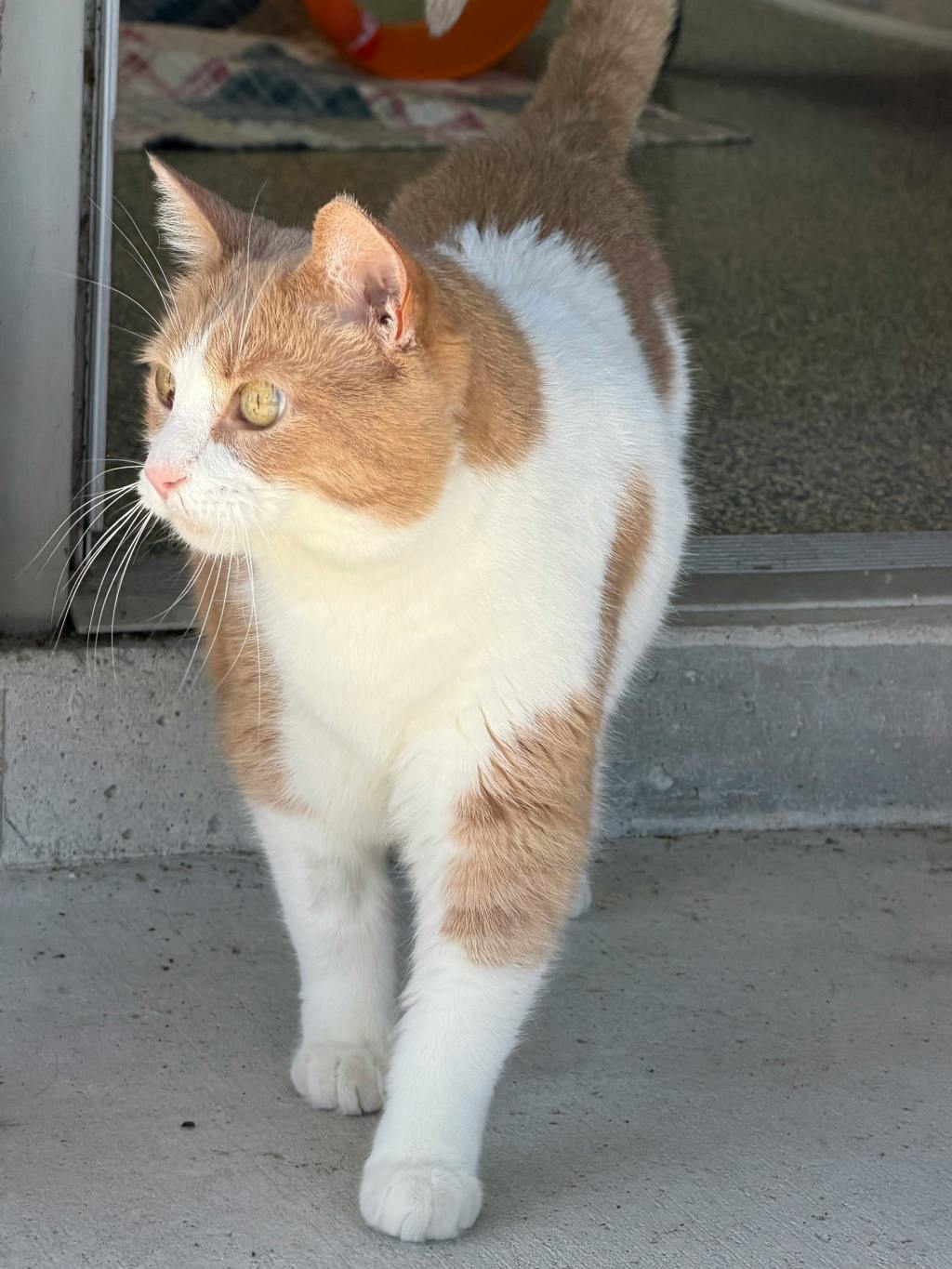 Adrien, a 8 years old Orange Male Domestic Short Hair Cat