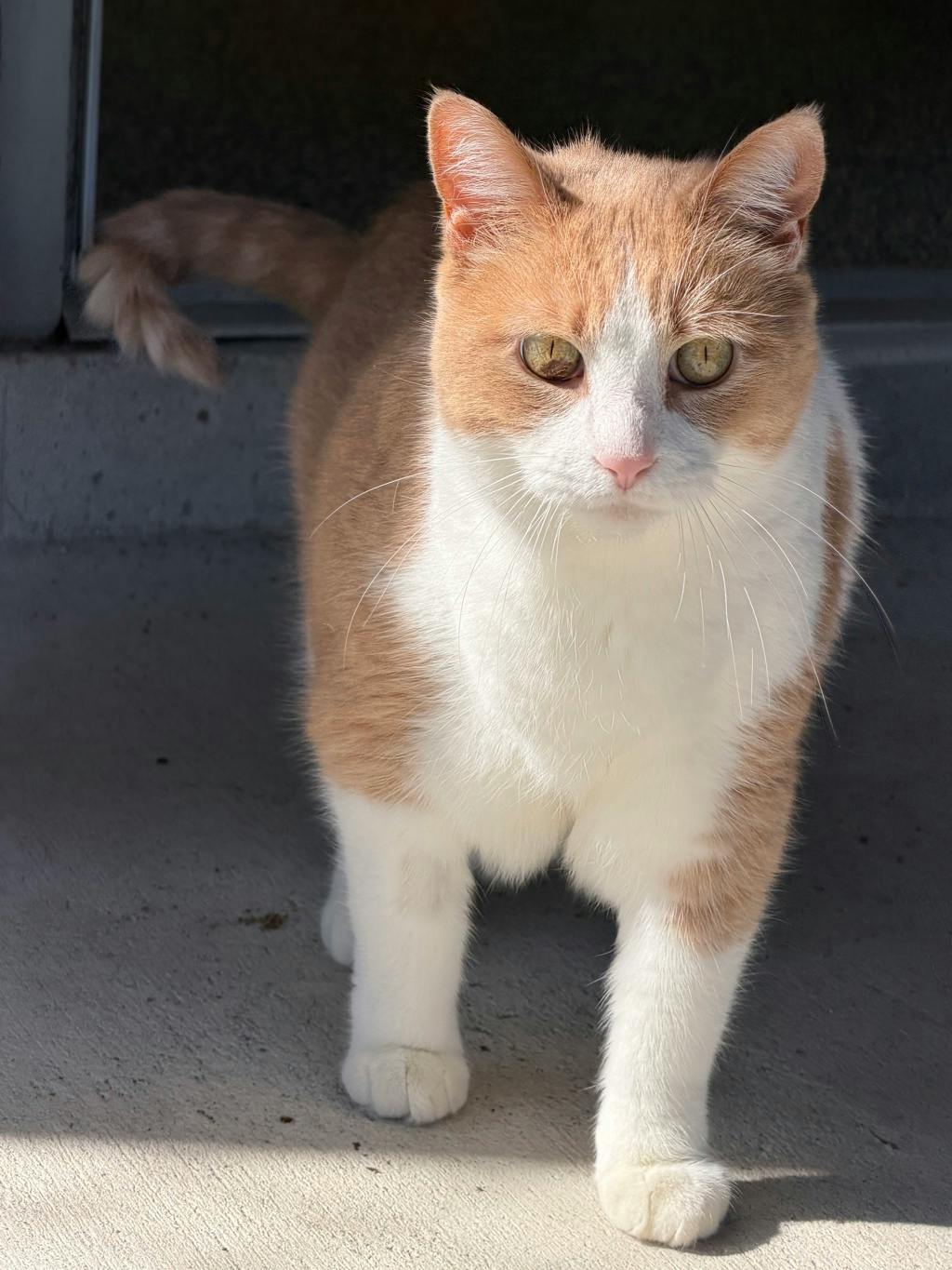 Adrien, a 8 years old Orange Male Domestic Short Hair Cat
