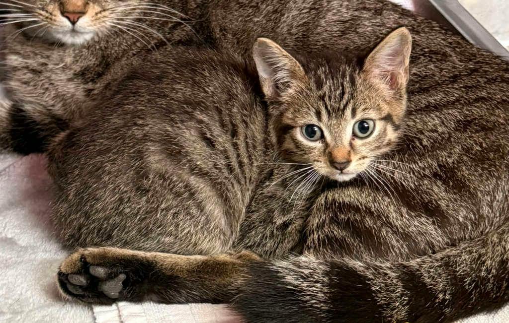 Percy, a 11 weeks old Brown Tabby Male Domestic Short Hair Kitten