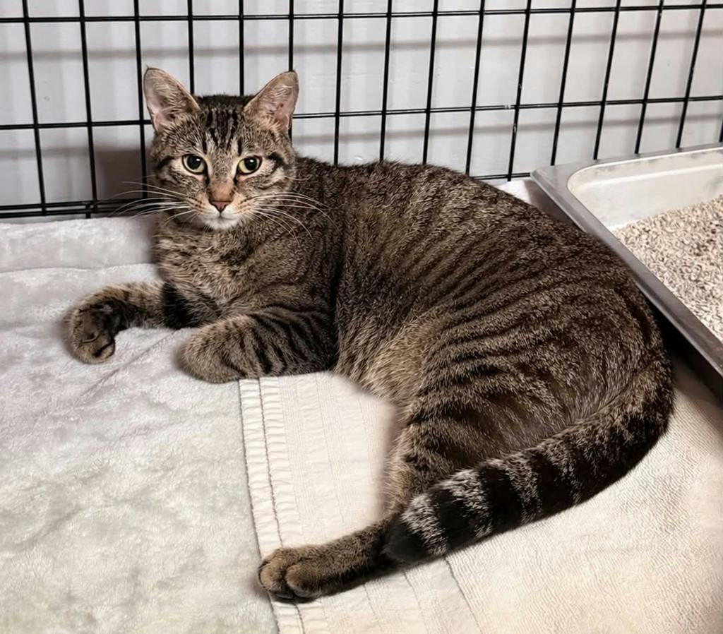 Comet, a 1 year and 1 month old Brown Tabby Female Domestic Short Hair Cat
