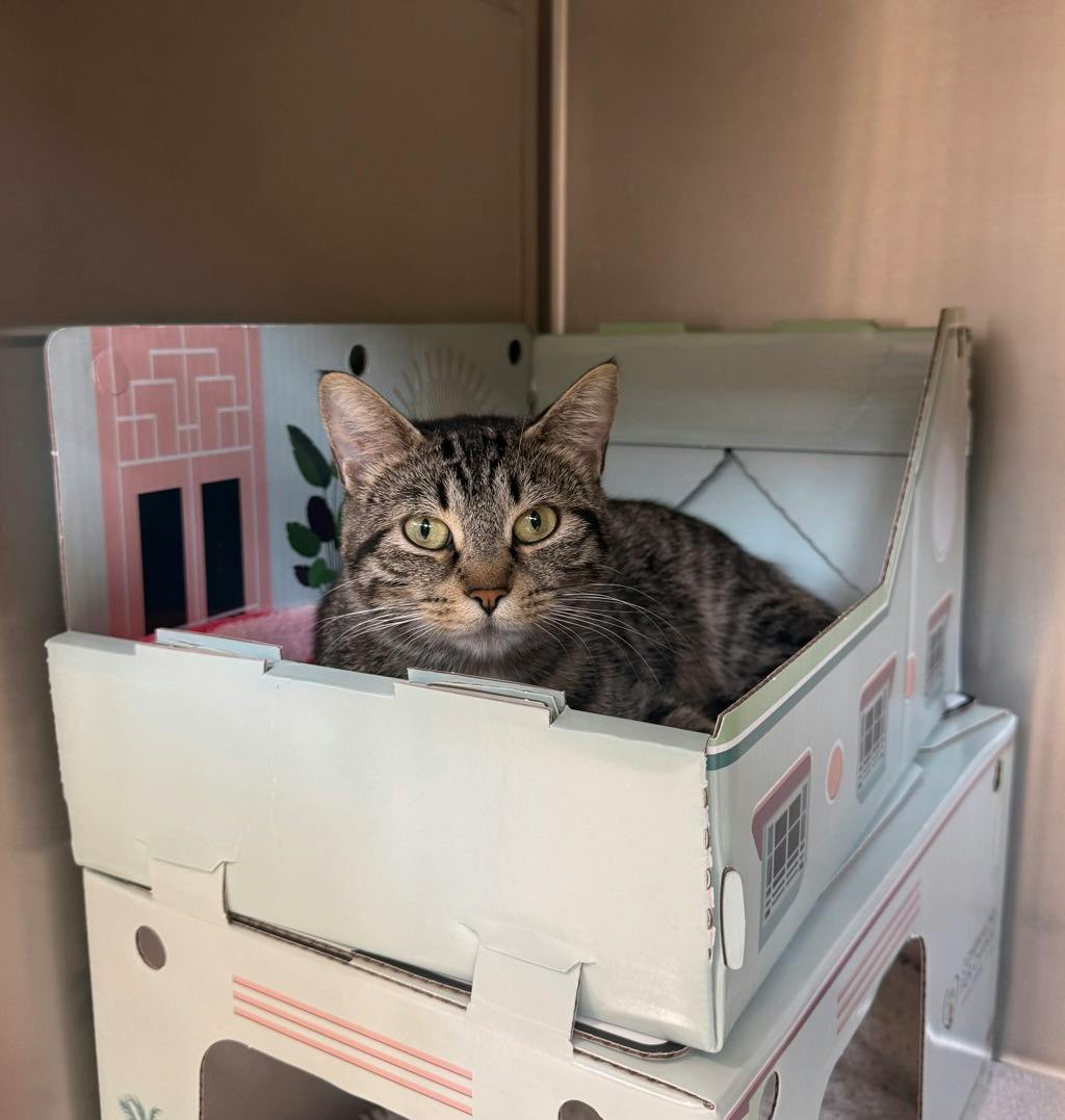 Comet, a 1 year and 1 month old Brown Tabby Female Domestic Short Hair Cat