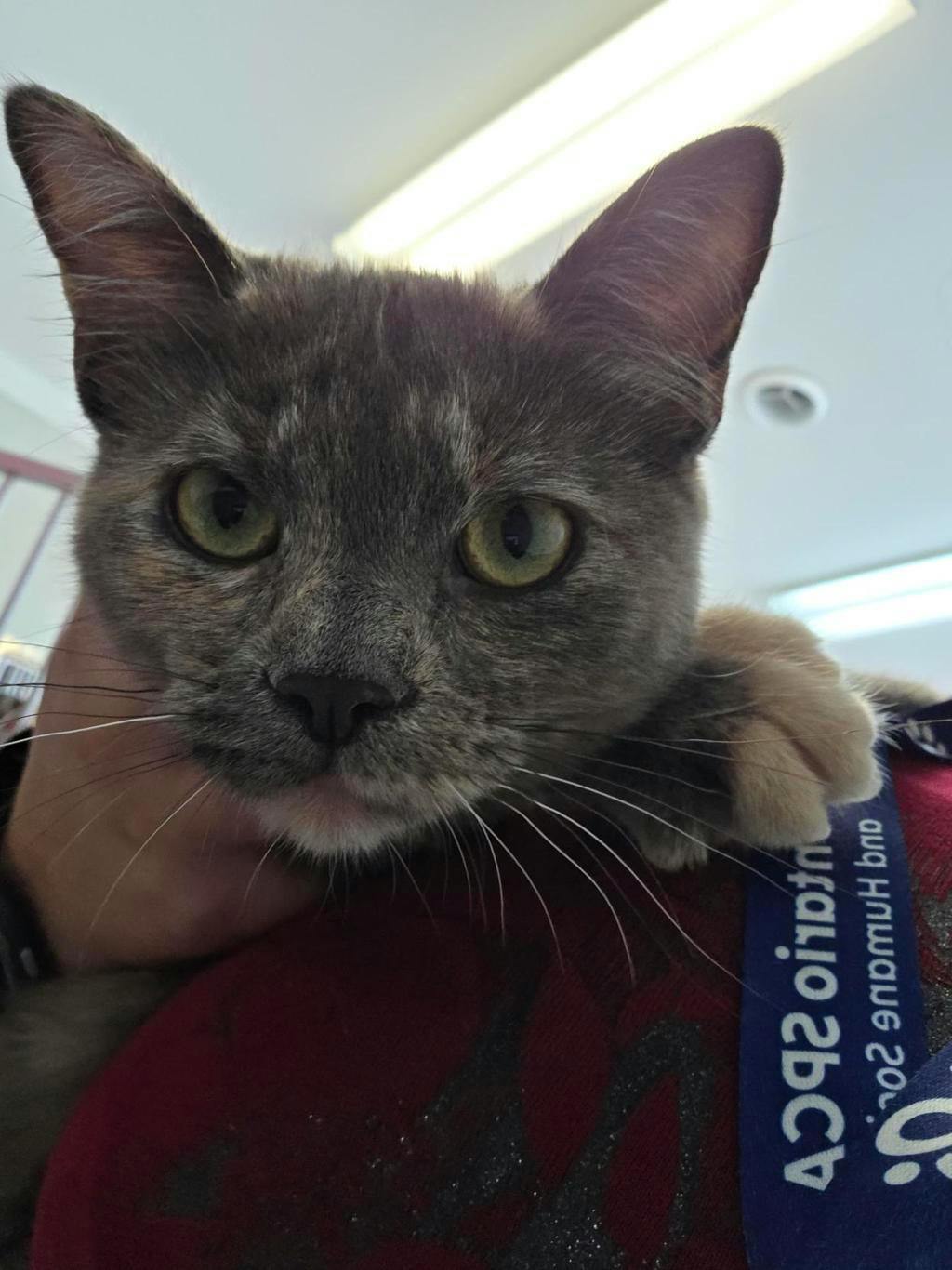 Billie, a 6 months old Black Female Domestic Short Hair Cat