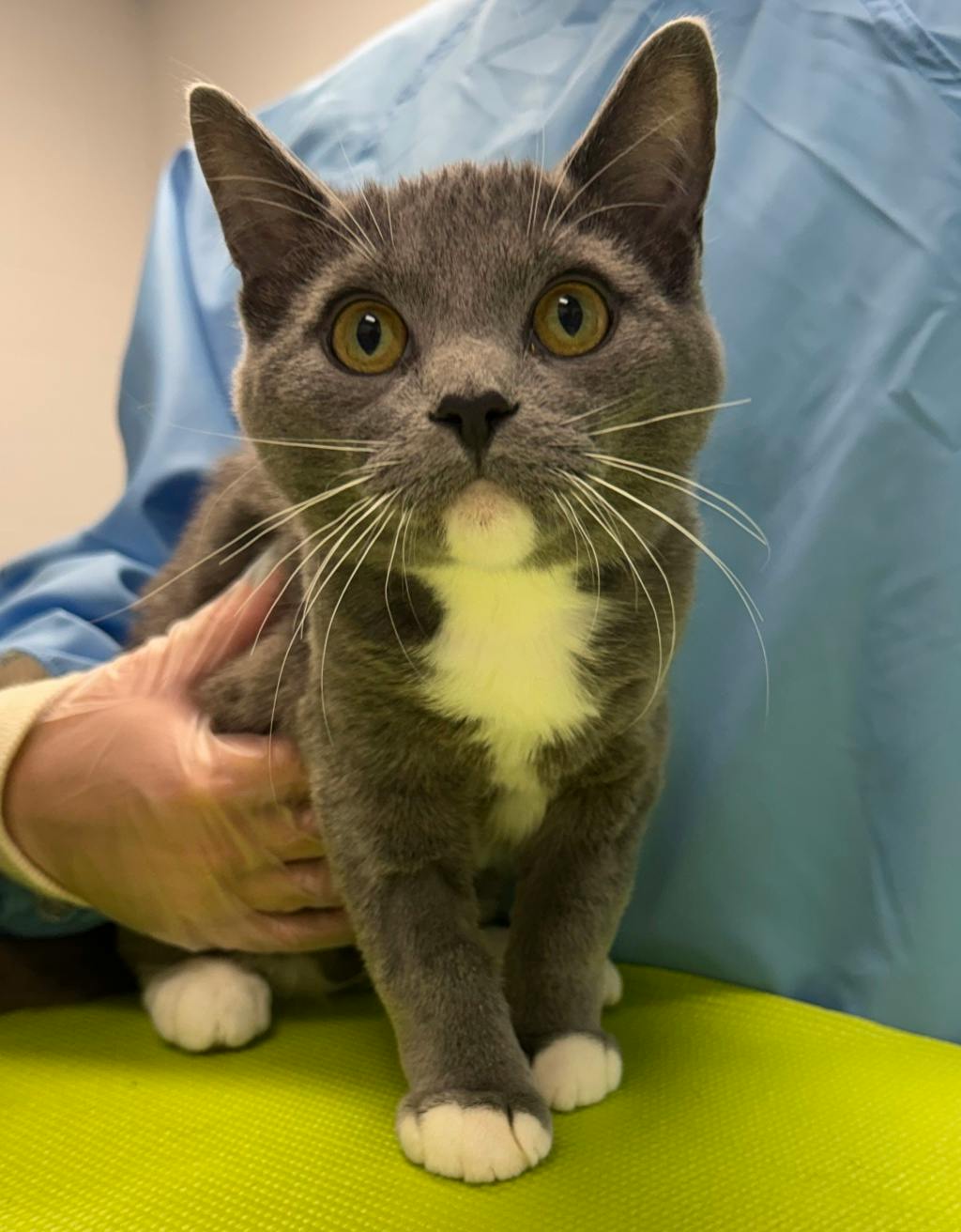 Butter, a 5 months old Grey Female Domestic Short Hair Cat