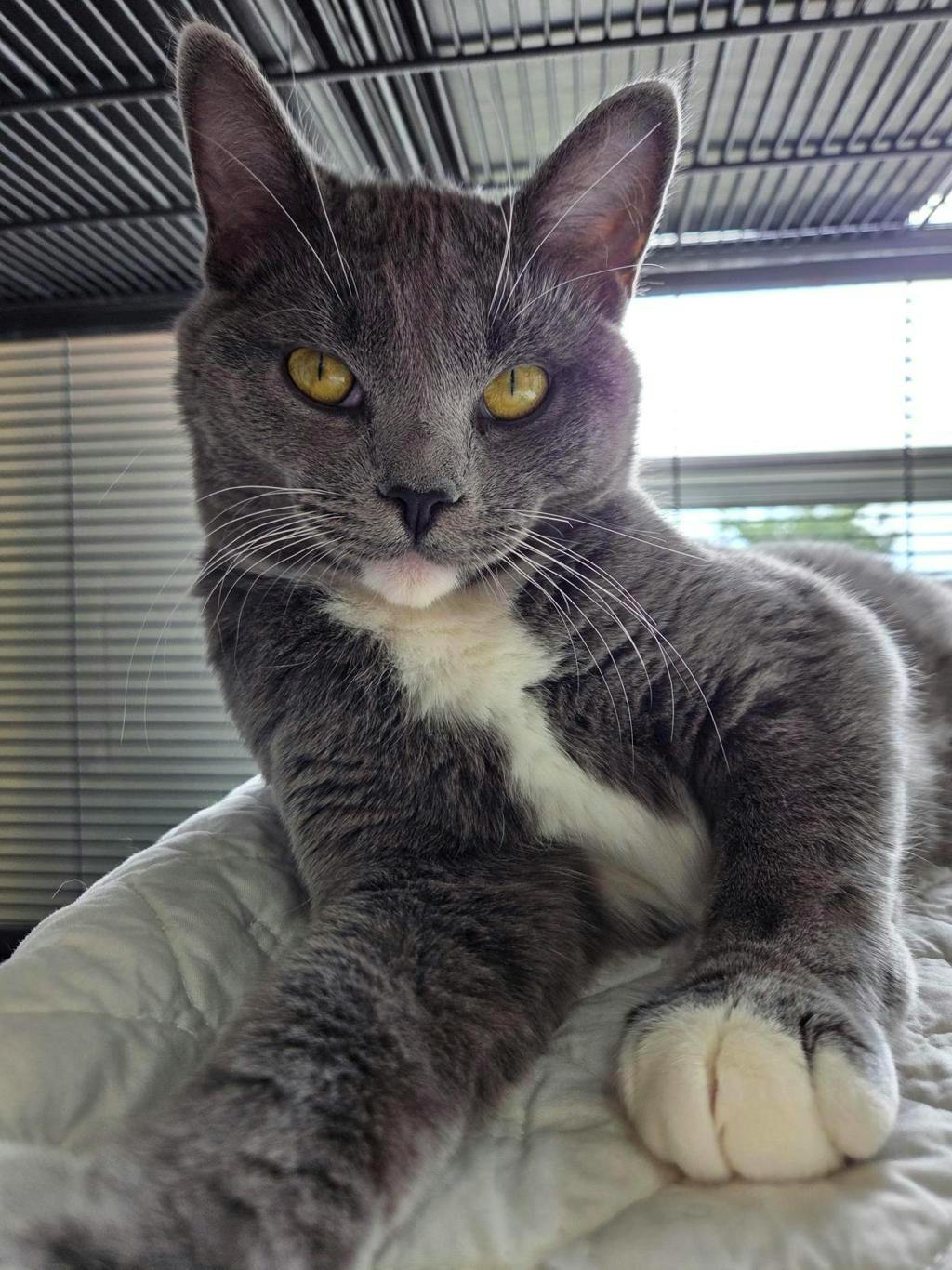 Butter, a 5 months old Grey Female Domestic Short Hair Cat