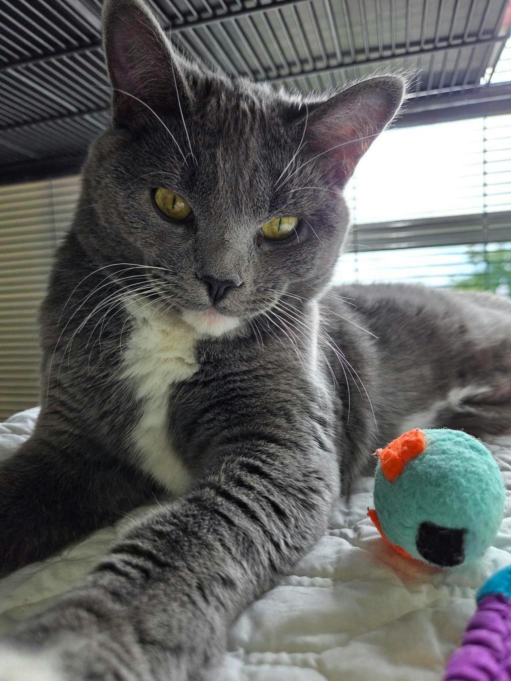 Butter, a 5 months old Grey Female Domestic Short Hair Cat