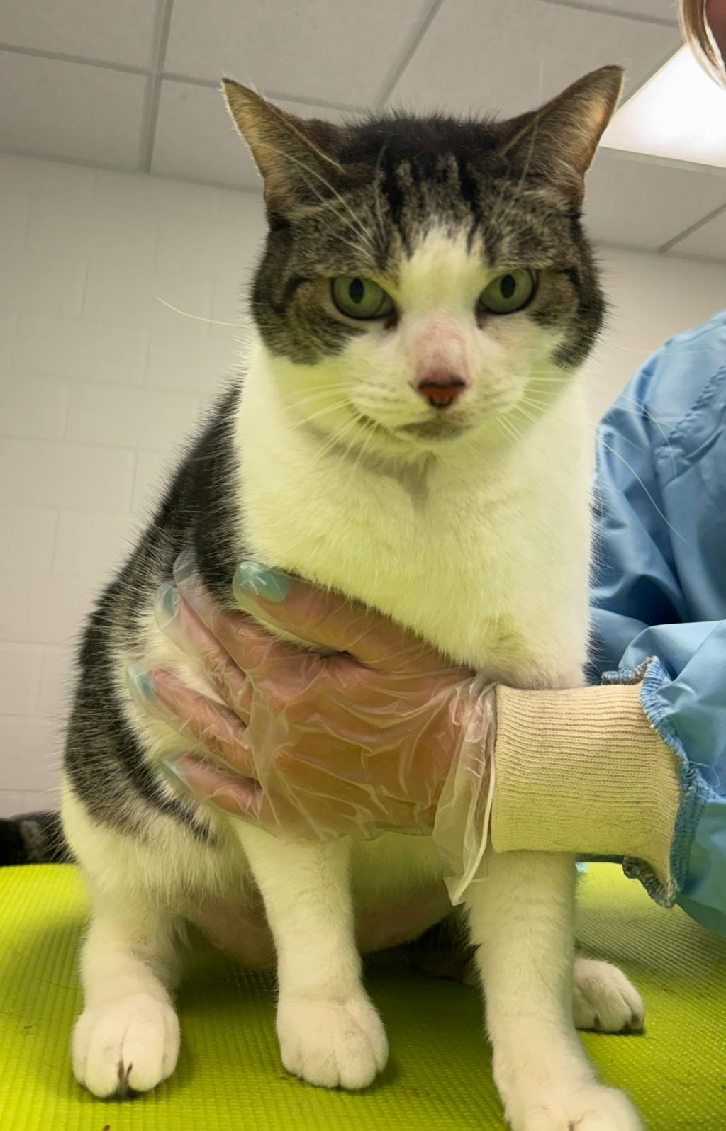 Purrcy, a 6 years old Grey Male Domestic Short Hair Cat