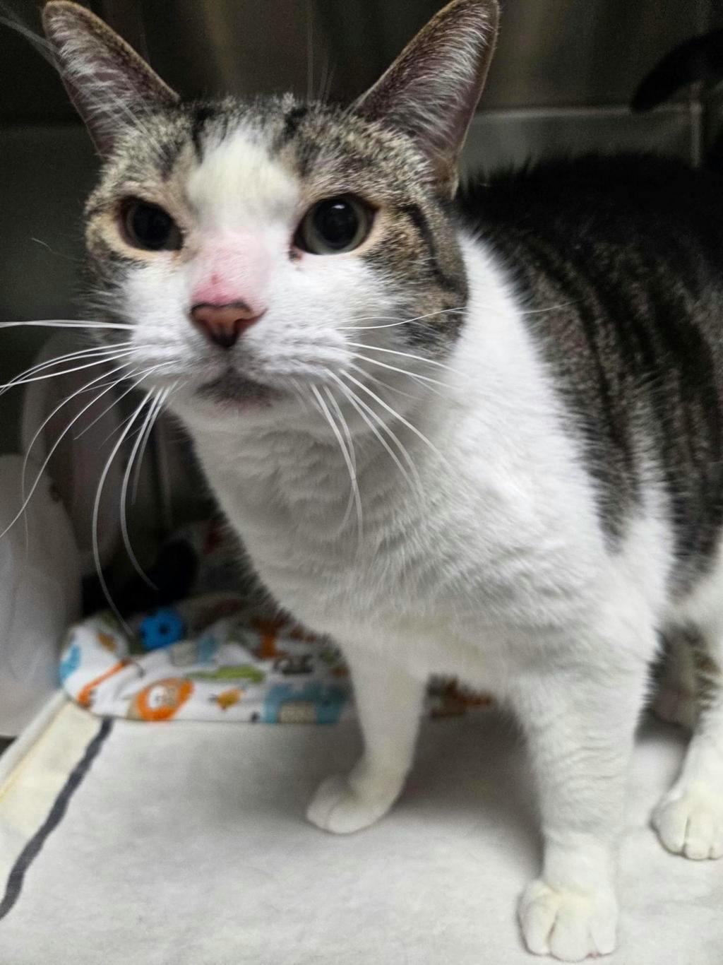 Purrcy, a 6 years old Grey Male Domestic Short Hair Cat