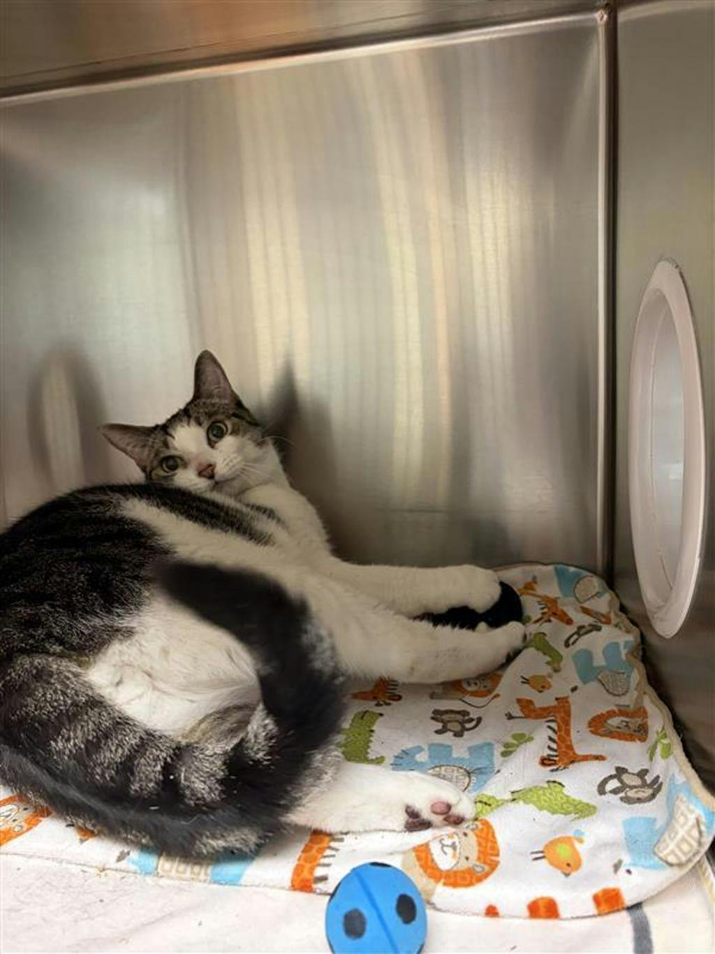Purrcy, a 6 years and 1 month old Grey Male Domestic Short Hair Cat