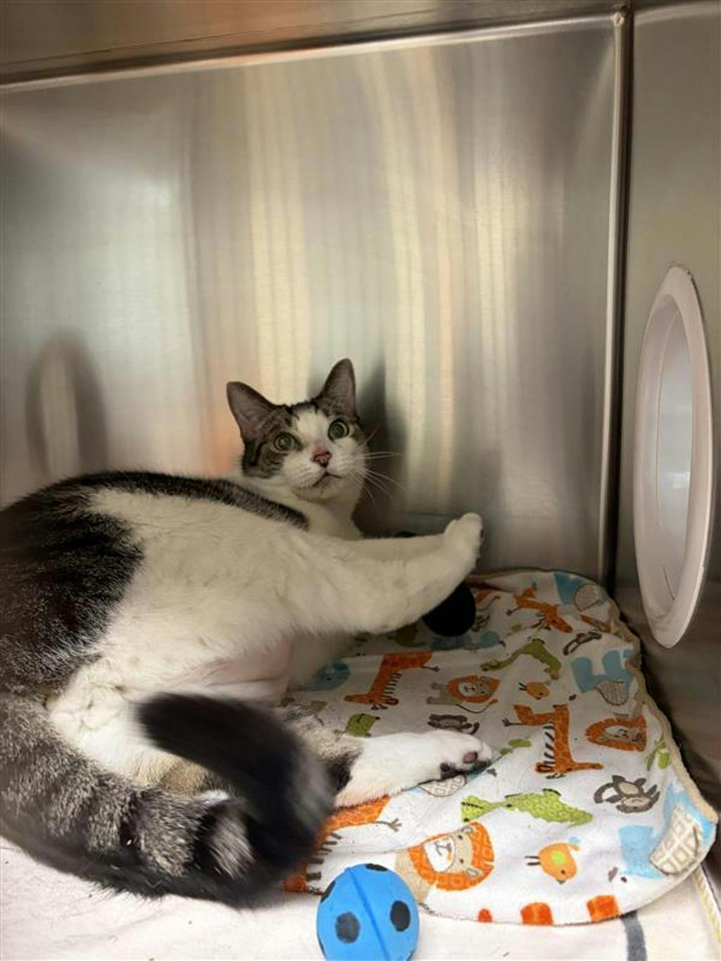 Purrcy, a 6 years and 1 month old Grey Male Domestic Short Hair Cat