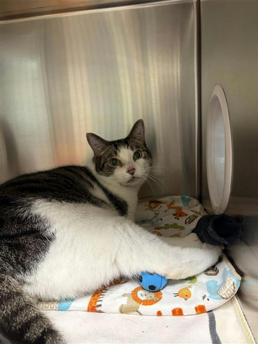 Purrcy, a 6 years and 1 month old Grey Male Domestic Short Hair Cat