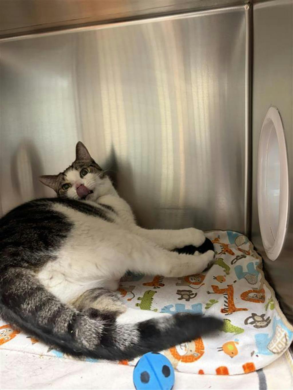 Purrcy, a 6 years and 1 month old Grey Male Domestic Short Hair Cat
