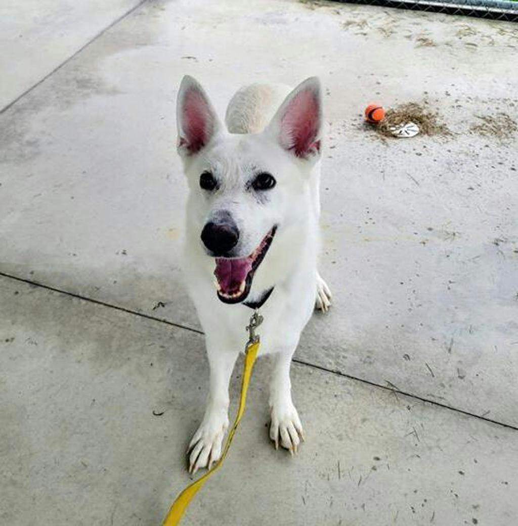 Aries, a 4 years and 1 month old White Male White Swiss Shepherd (Berger Blanc Suisse) Dog