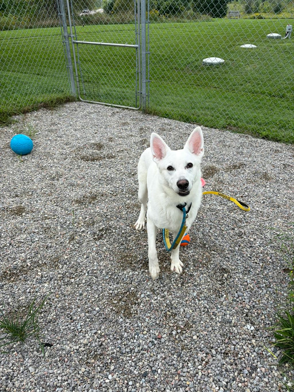 Aries, a 4 years and 1 month old White Male White Swiss Shepherd (Berger Blanc Suisse) Dog