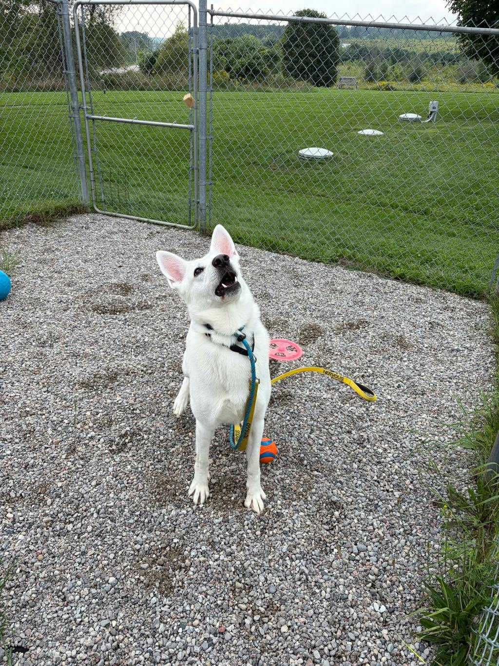 Aries, a 4 years and 1 month old White Male White Swiss Shepherd (Berger Blanc Suisse) Dog