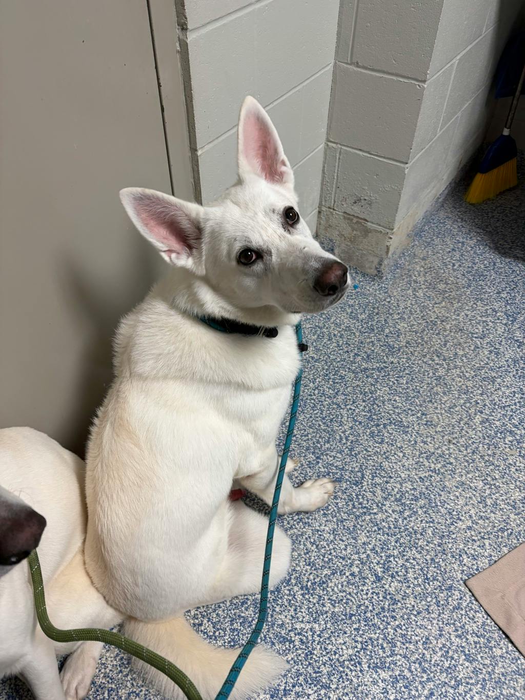 Aries, a 4 years and 1 month old White Male White Swiss Shepherd (Berger Blanc Suisse) Dog