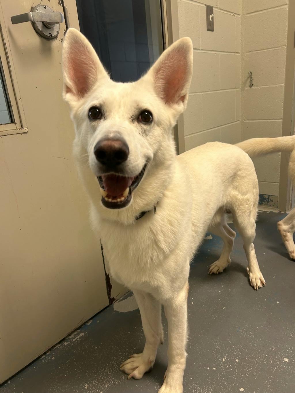 Aries, a 4 years and 1 month old White Male White Swiss Shepherd (Berger Blanc Suisse) Dog