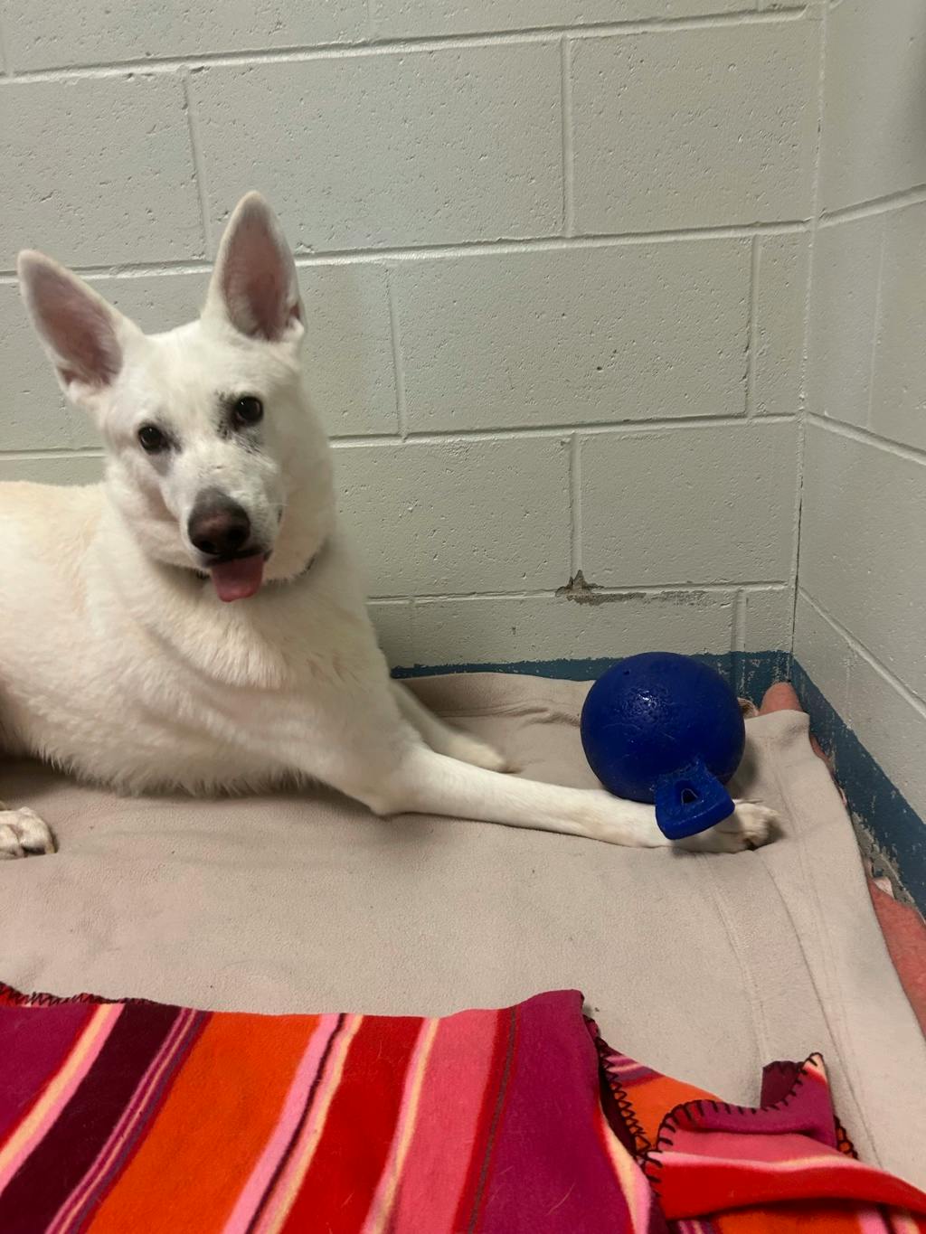 Aries, a 4 years and 1 month old White Male White Swiss Shepherd (Berger Blanc Suisse) Dog