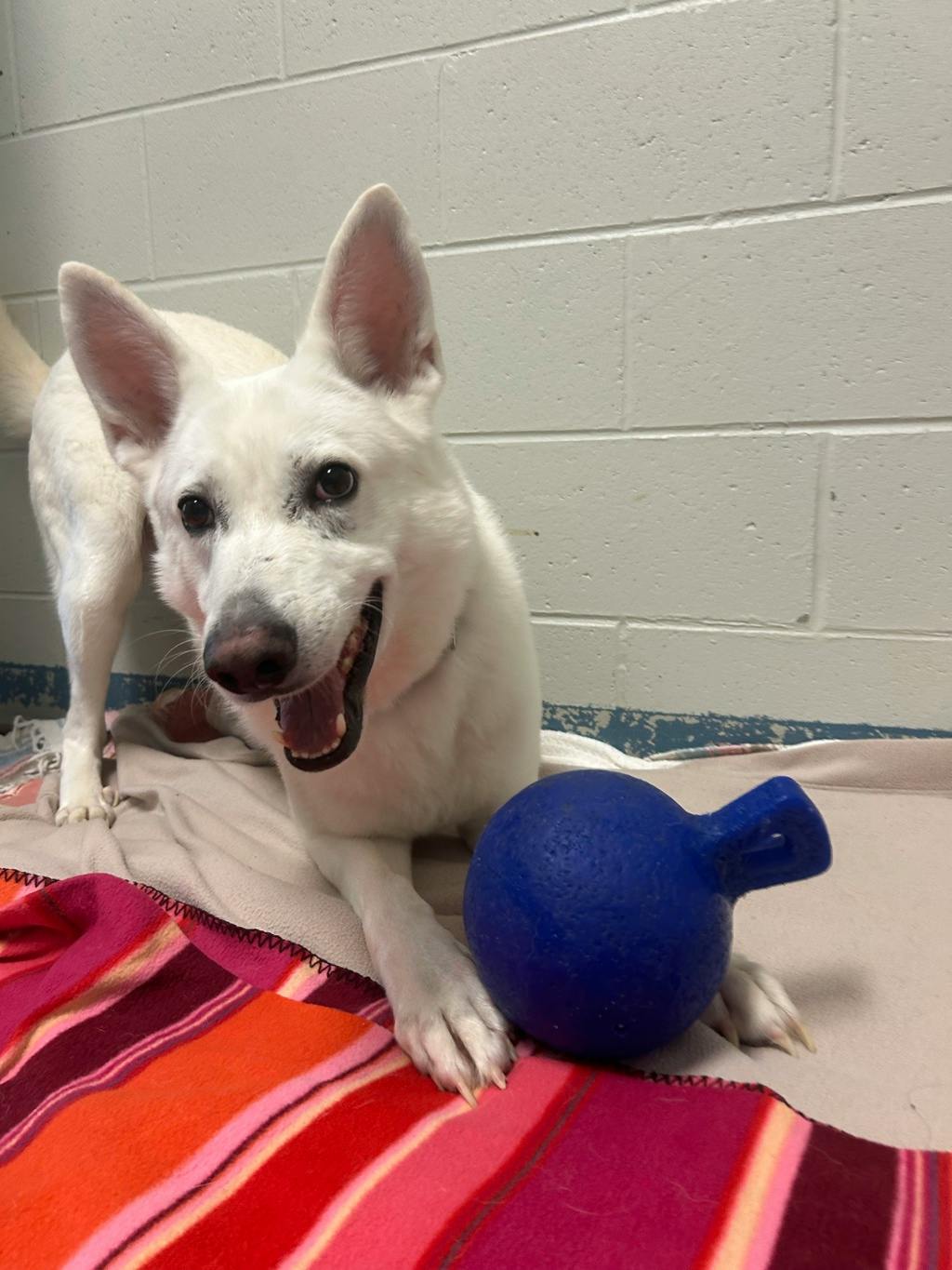 Aries, a 4 years and 1 month old White Male White Swiss Shepherd (Berger Blanc Suisse) Dog