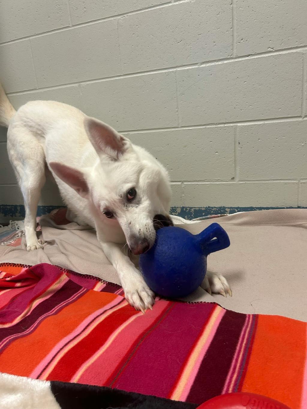 Aries, a 4 years and 1 month old White Male White Swiss Shepherd (Berger Blanc Suisse) Dog