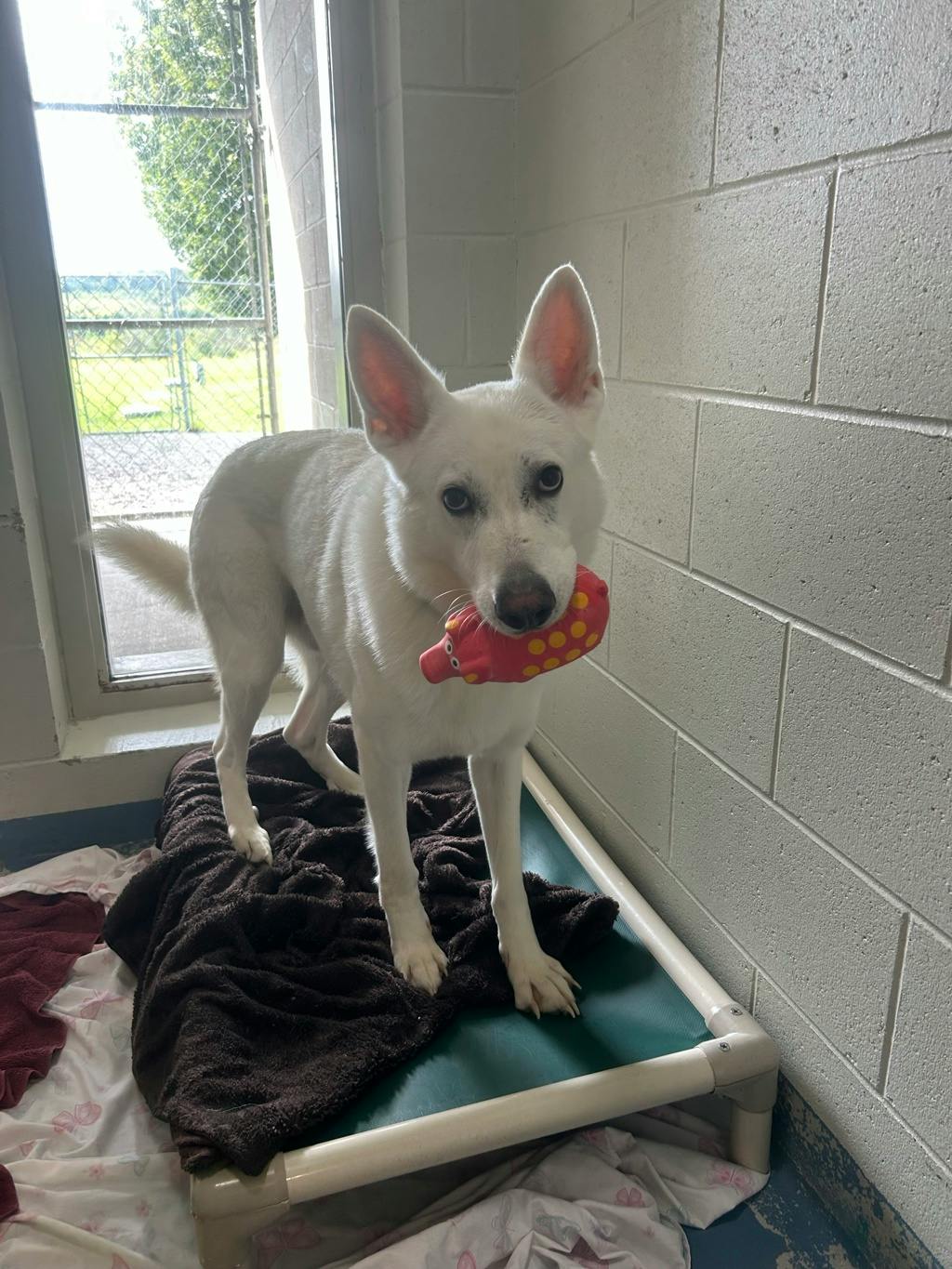 Aries, a 4 years and 1 month old White Male White Swiss Shepherd (Berger Blanc Suisse) Dog