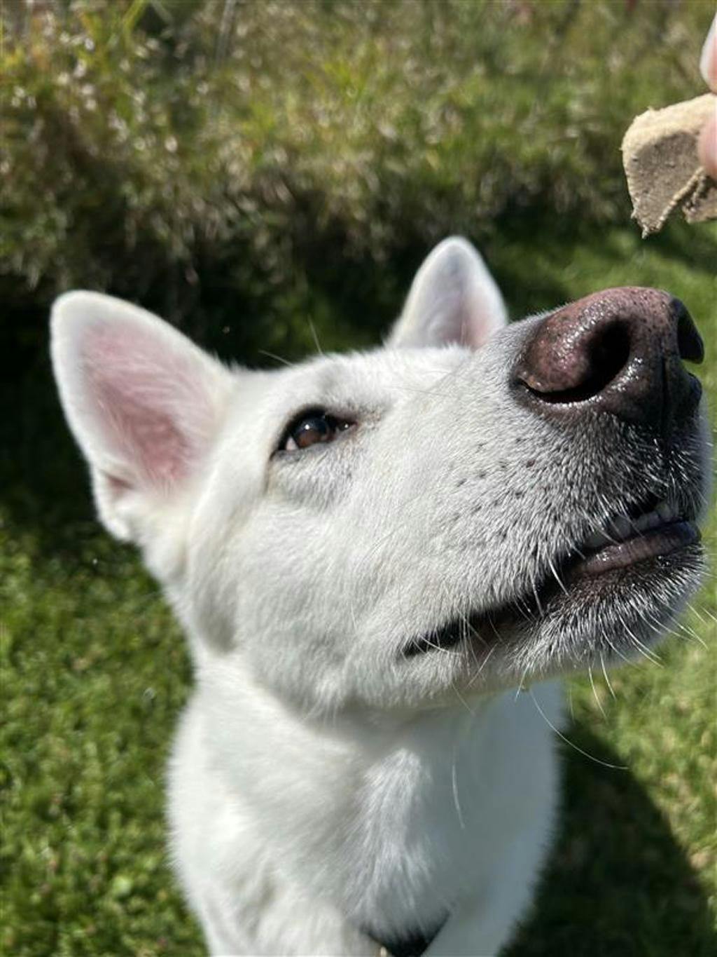 Aries, a 4 years and 1 month old White Male White Swiss Shepherd (Berger Blanc Suisse) Dog