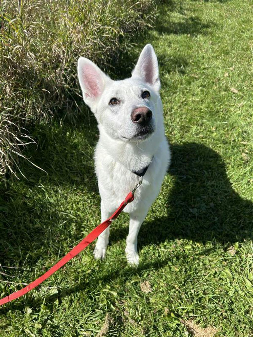 Aries, a 4 years and 1 month old White Male White Swiss Shepherd (Berger Blanc Suisse) Dog