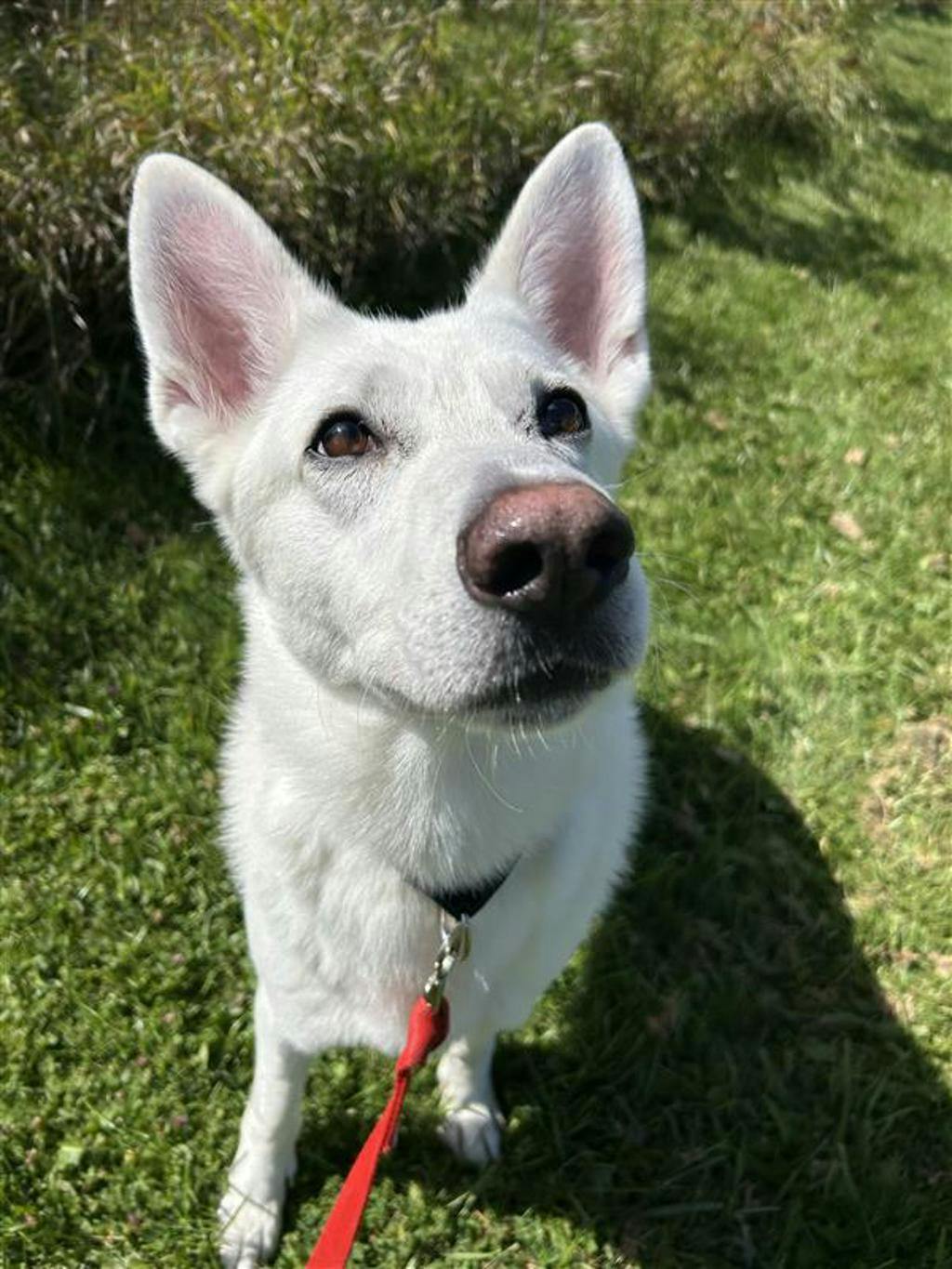Aries, a 4 years and 1 month old White Male White Swiss Shepherd (Berger Blanc Suisse) Dog