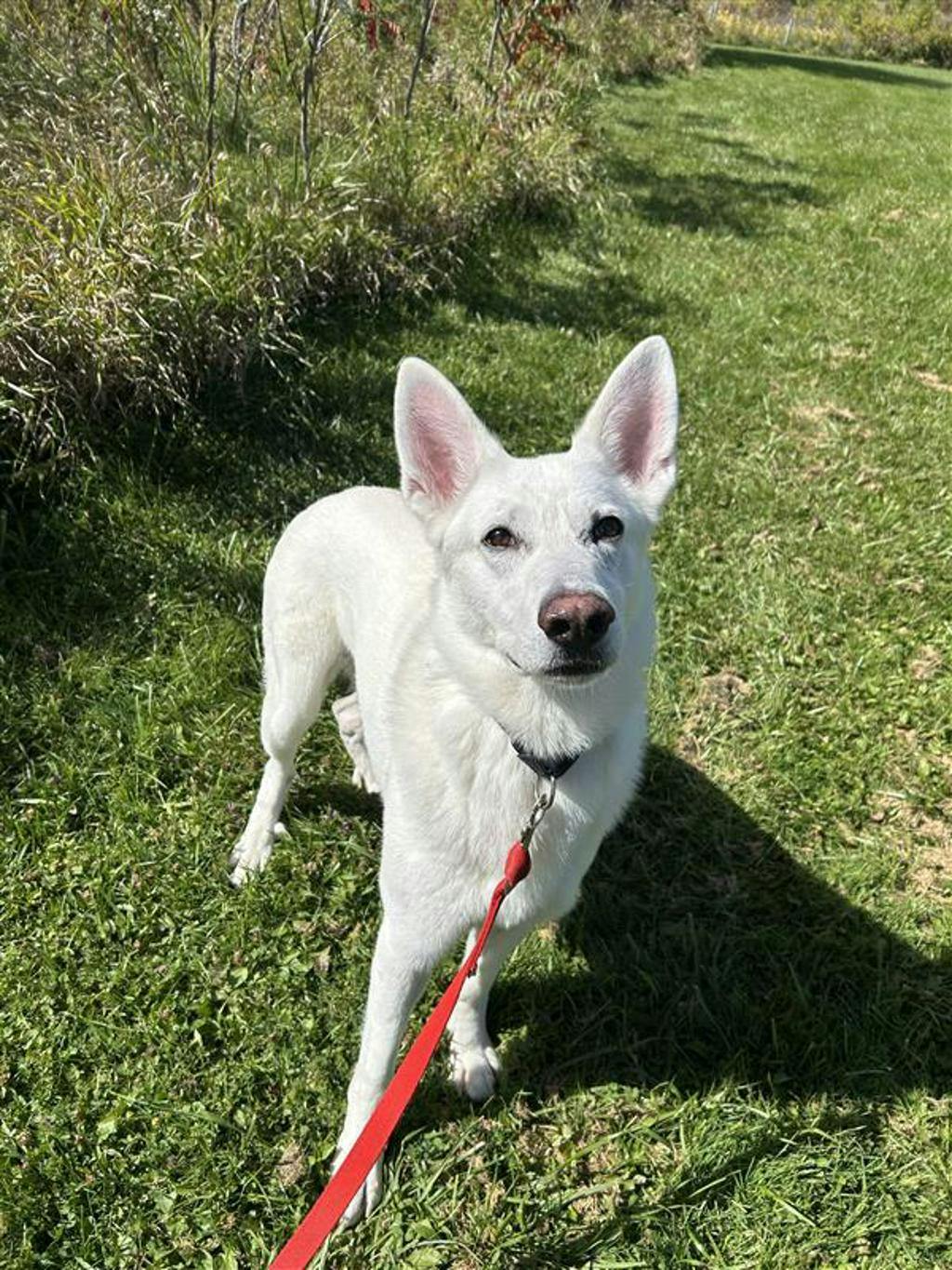 Aries, a 4 years and 1 month old White Male White Swiss Shepherd (Berger Blanc Suisse) Dog