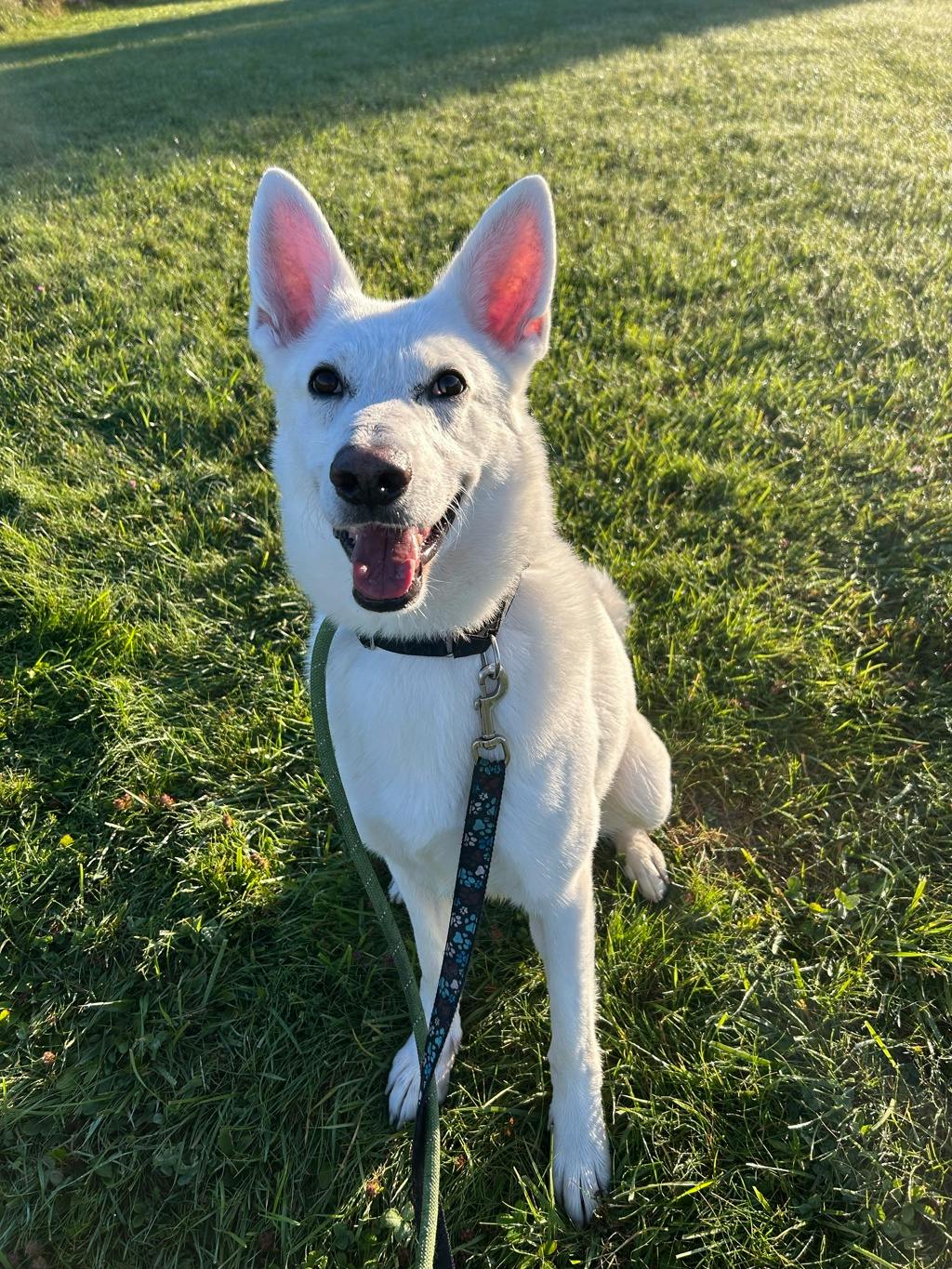 Aries, a 4 years and 1 month old White Male White Swiss Shepherd (Berger Blanc Suisse) Dog