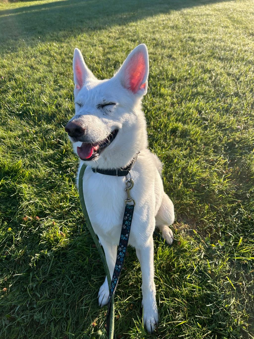 Aries, a 4 years and 1 month old White Male White Swiss Shepherd (Berger Blanc Suisse) Dog