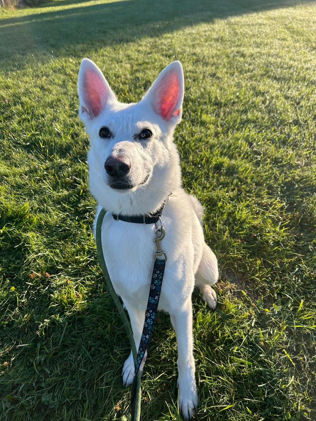 Aries, a 4 years and 1 month old White Male White Swiss Shepherd (Berger Blanc Suisse) Dog