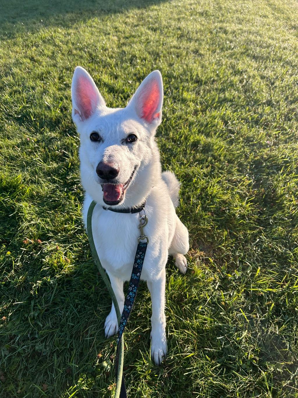 Aries, a 4 years and 1 month old White Male White Swiss Shepherd (Berger Blanc Suisse) Dog