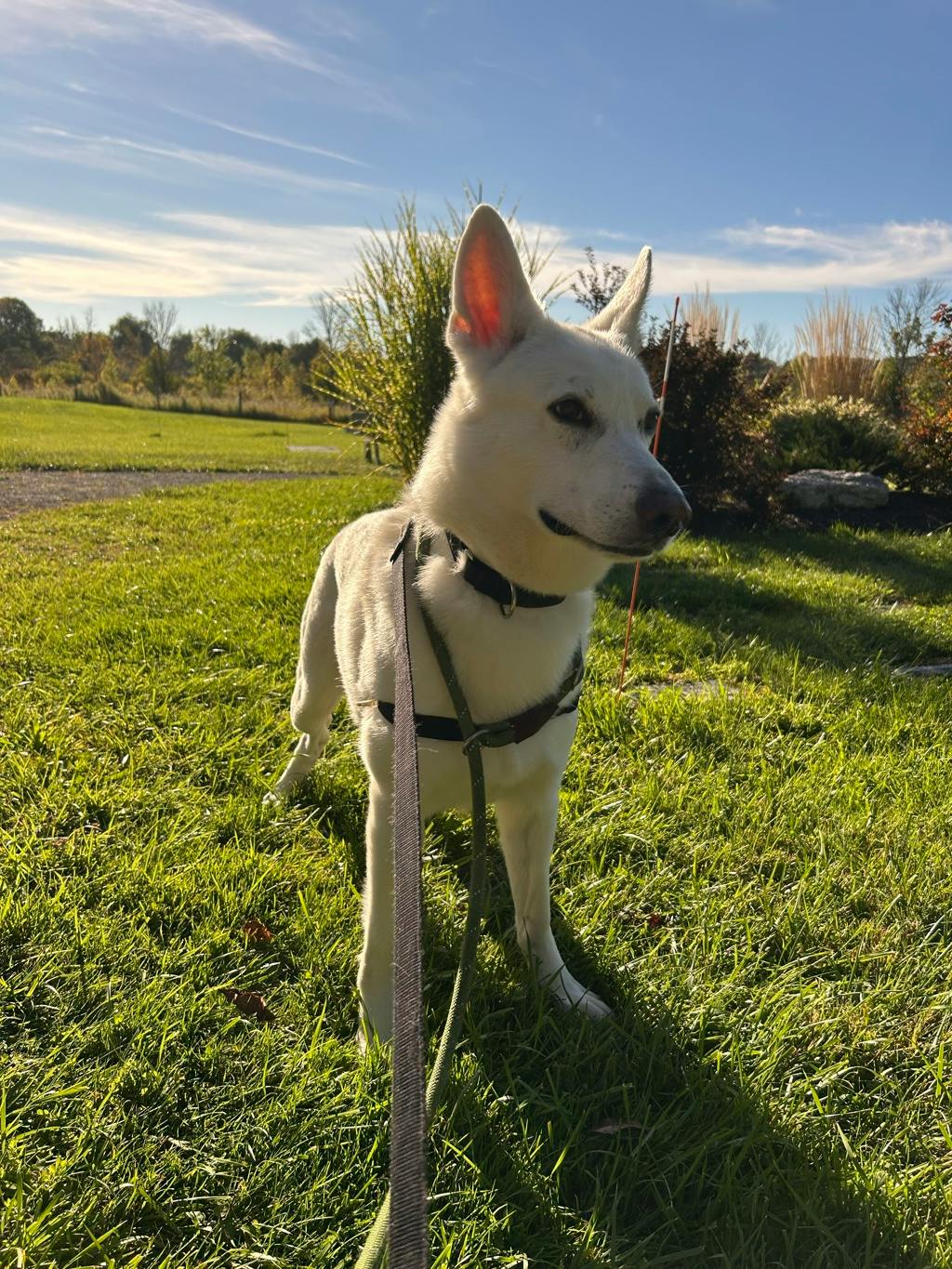 Aries, a 4 years and 1 month old White Male White Swiss Shepherd (Berger Blanc Suisse) Dog