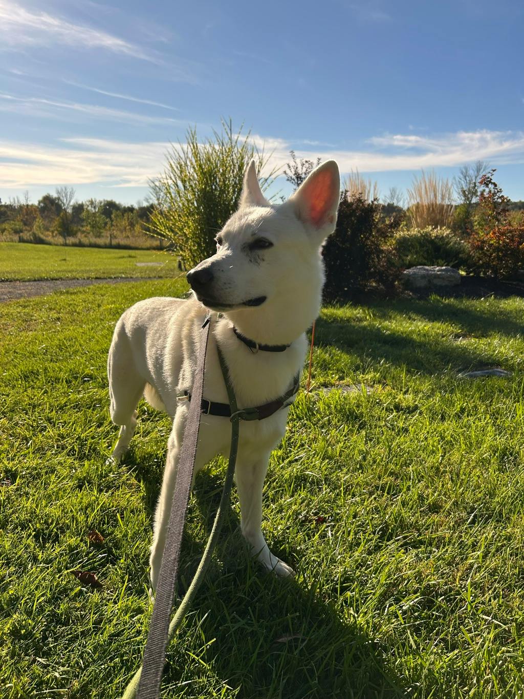 Aries, a 4 years and 1 month old White Male White Swiss Shepherd (Berger Blanc Suisse) Dog