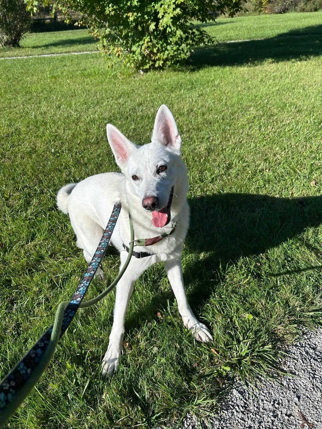 Aries, a 4 years and 1 month old White Male White Swiss Shepherd (Berger Blanc Suisse) Dog