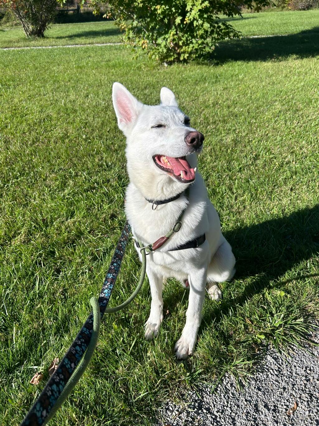 Aries, a 4 years and 1 month old White Male White Swiss Shepherd (Berger Blanc Suisse) Dog