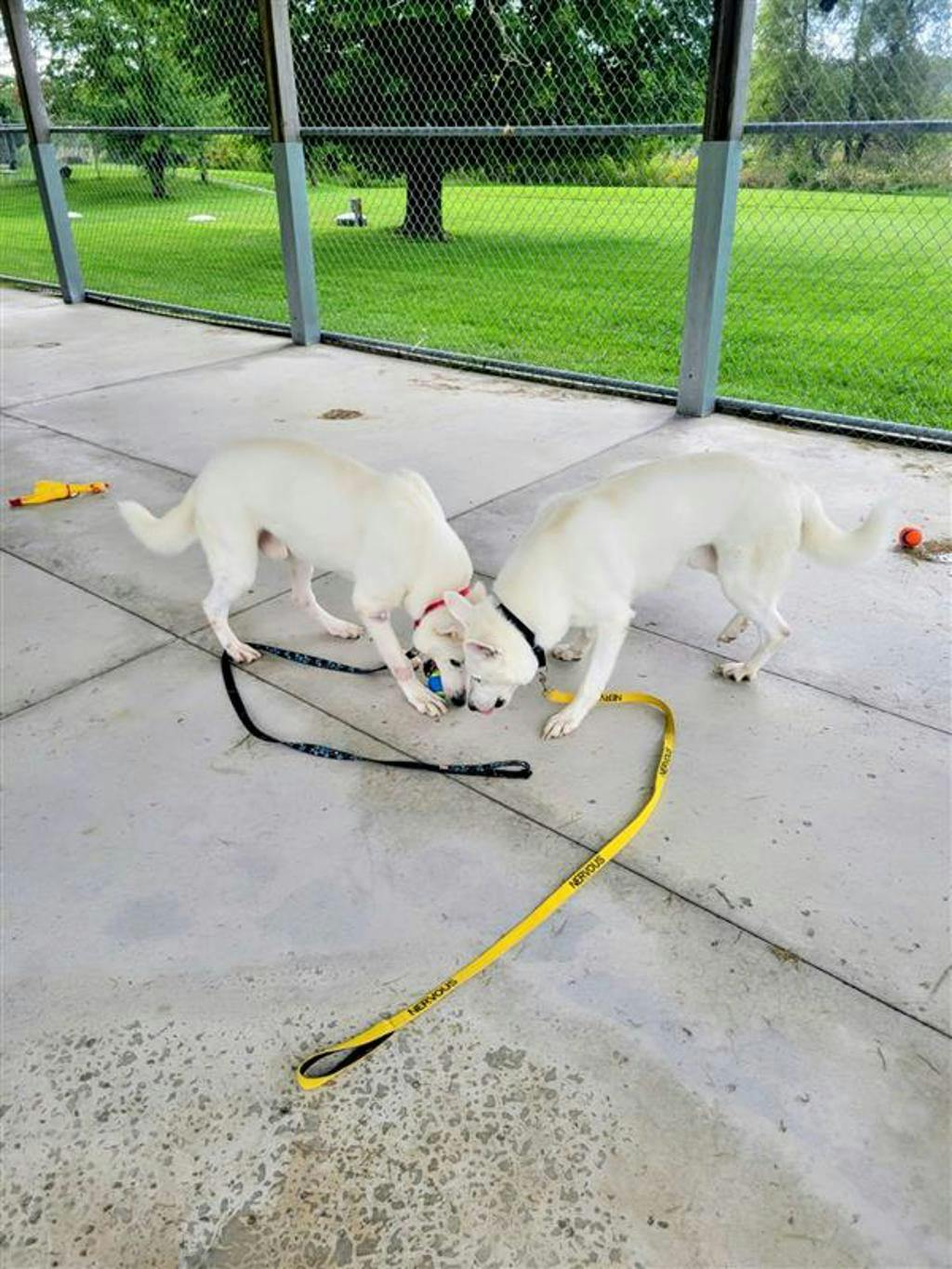 Apollo, a 4 years and 1 month old White Male White Swiss Shepherd (Berger Blanc Suisse) Dog
