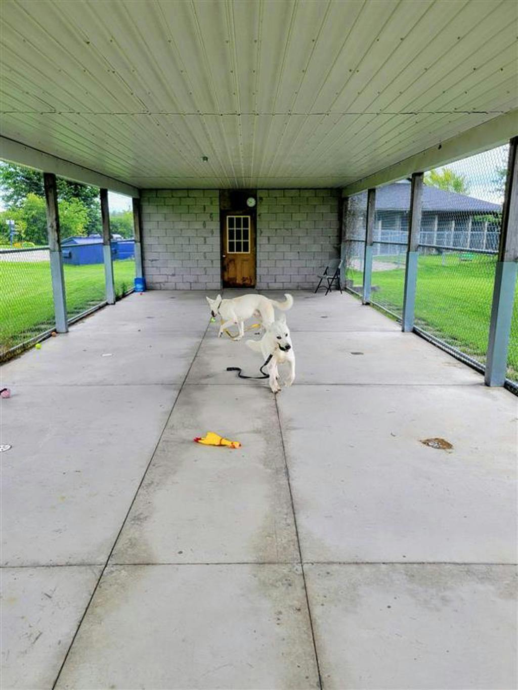 Apollo, a 4 years and 1 month old White Male White Swiss Shepherd (Berger Blanc Suisse) Dog