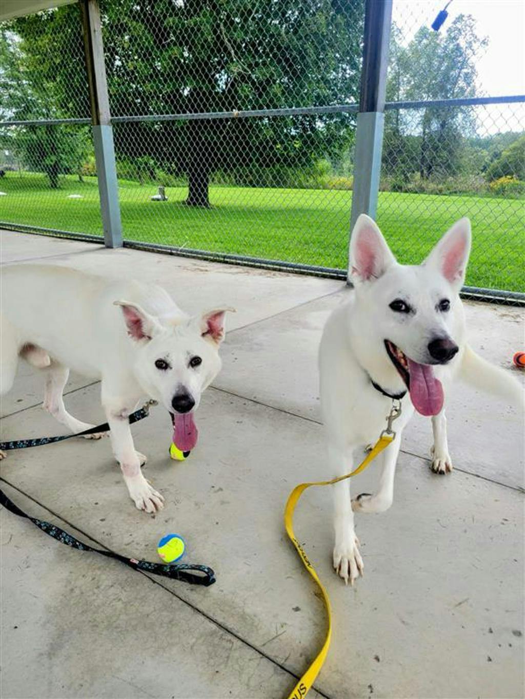 Apollo, a 4 years and 1 month old White Male White Swiss Shepherd (Berger Blanc Suisse) Dog