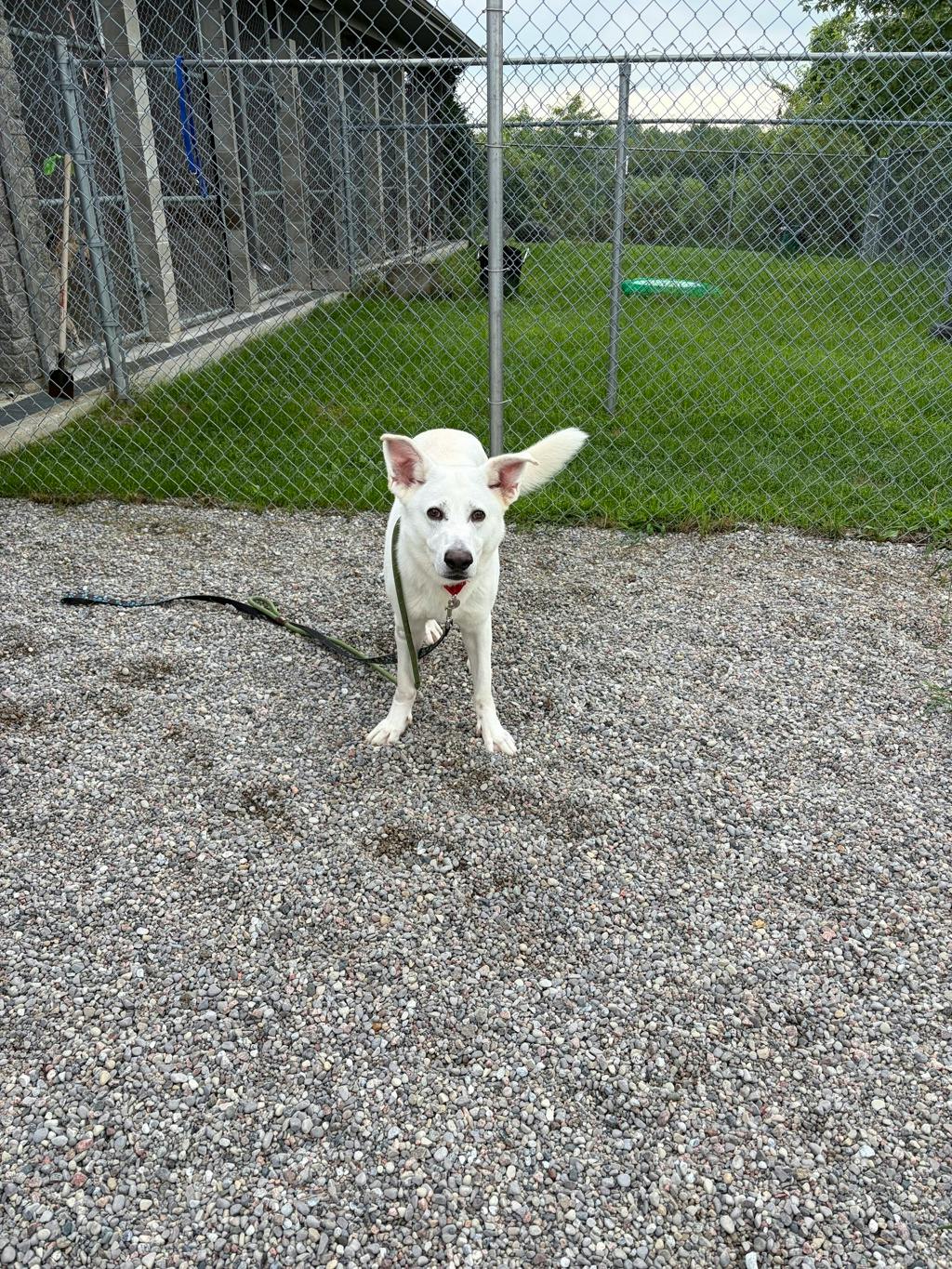 Apollo, a 4 years and 1 month old White Male White Swiss Shepherd (Berger Blanc Suisse) Dog